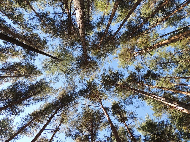 松 森林 树木 - 上的免费照片