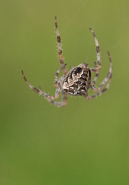 阿拉纽斯 蜘蛛 网络 - 上的免费照片