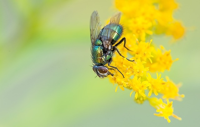 飞 昆虫 甲虫，昆虫 - 上的免费照片