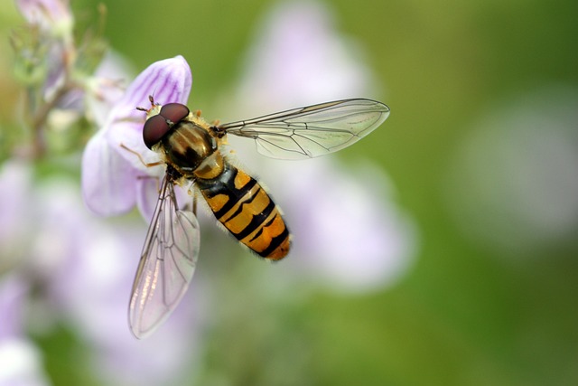 Hoverfly 花飞 翅膀 - 上的免费照片