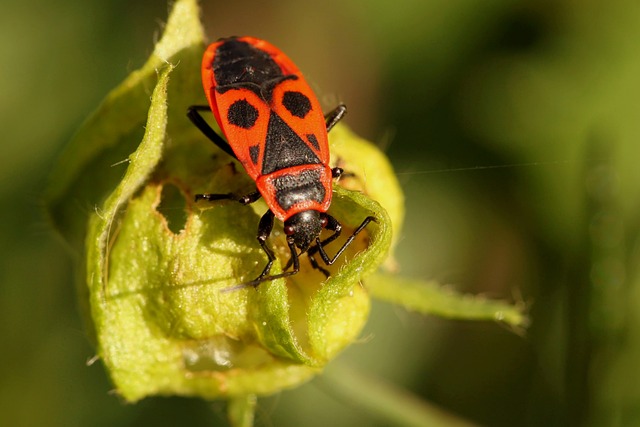 甲虫 漏洞 火虫虫 - 上的免费照片