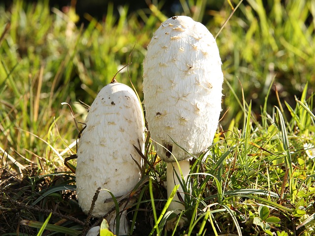 Comatus 蘑菇 毛茸茸的鬃毛 - 上的免费照片