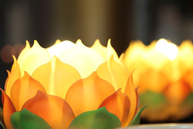 蓮花 唯美 - 上的免费照片