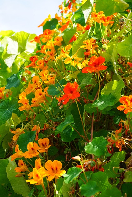 大金莲花 开花 红橙 - 上的免费照片
