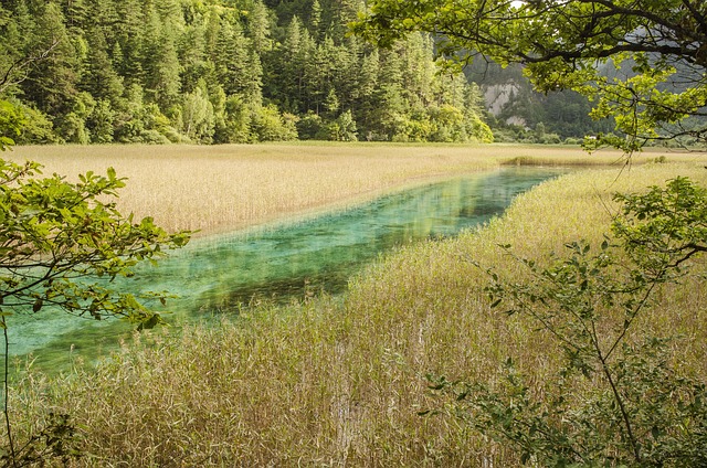 九寨沟 芦苇海 - 上的免费照片