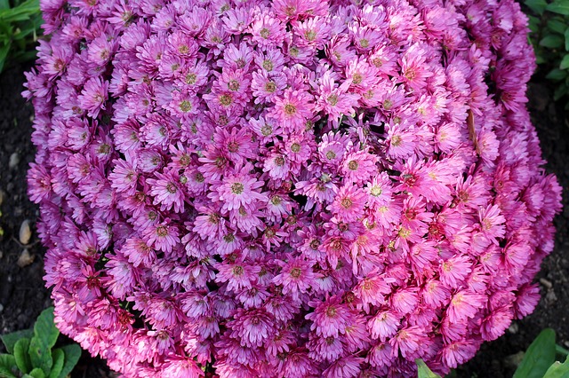 花 Asters 花序 - 上的免费照片