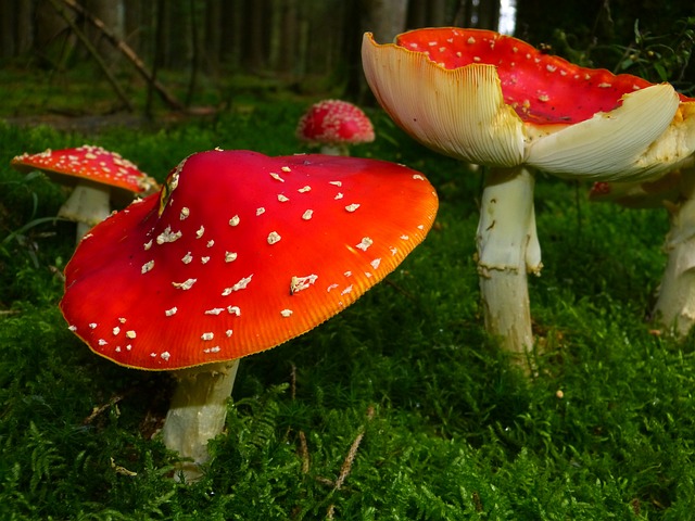 飞木耳 蘑菇 红飞木耳蘑菇 - 上的免费照片