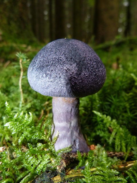蘑菇 落下 紫色 - 上的免费照片