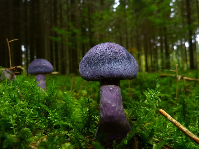 蘑菇 紫罗兰色Webcap 森林地面 - 上的免费照片
