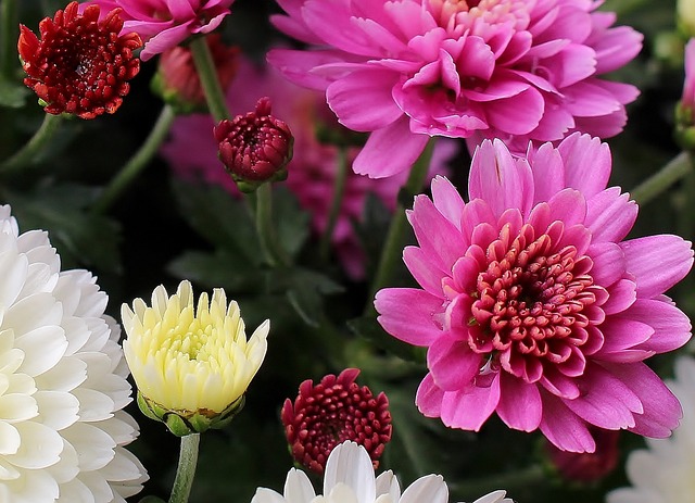Asters 花 多彩多姿的 - 上的免费照片