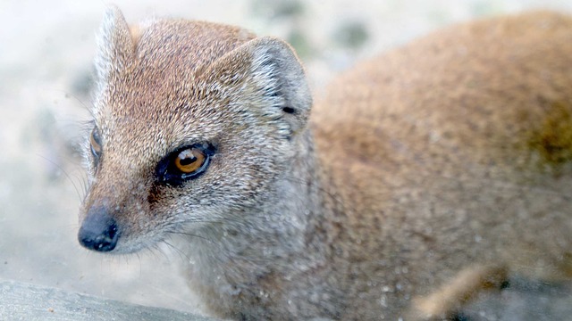 黄鼠狼 动物 荒野 - 上的免费照片