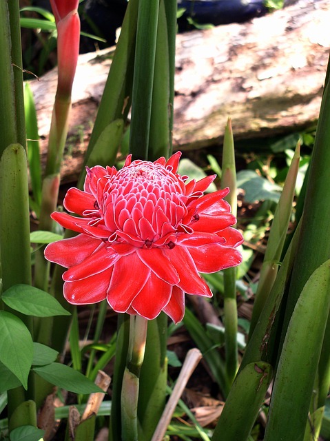 千变万化的 花 变形杆菌 - 上的免费照片