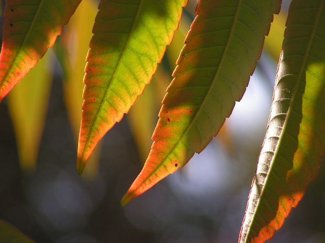 树叶 秋天 漆树 - 上的免费照片