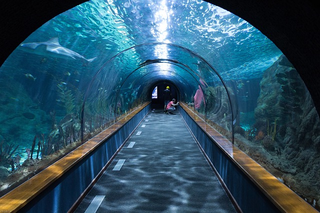 鲨鱼隧道 水族馆 Loropark - 上的免费照片