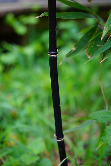 黑竹 茎 竹子 - 上的免费照片