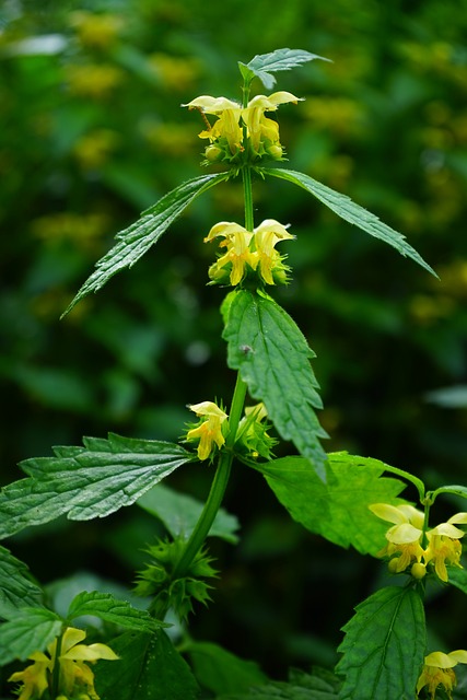死荨麻 开花 黄色 - 上的免费照片