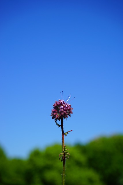 法西利亚 花 开花 - 上的免费照片