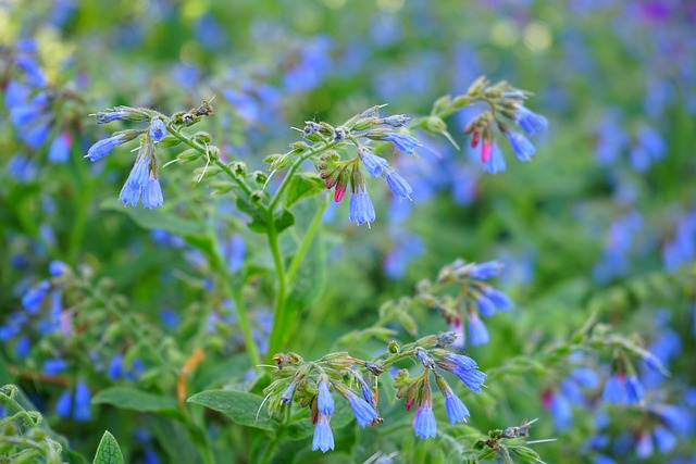 粗康弗里 花 蓝色的 Symphytum - 上的免费照片