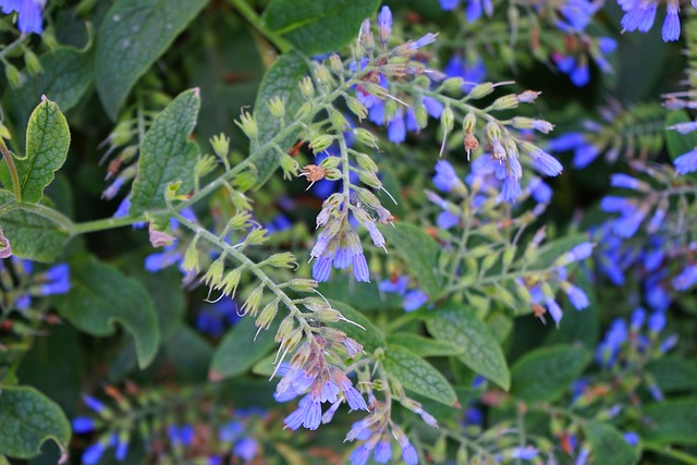粗康弗里 花 蓝色的 Symphytum - 上的免费照片
