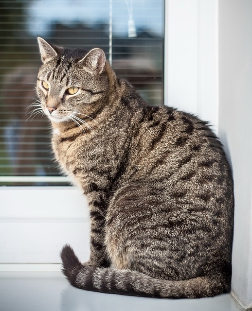 猫 小猫 动物 - 上的免费照片