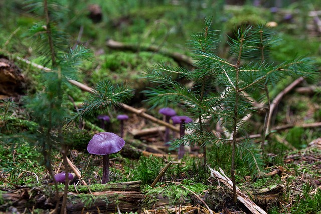 蘑菇 紫罗兰 野生蘑菇 - 上的免费照片