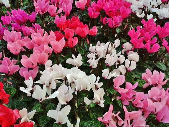 仙客来 紫色 开花 - 上的免费照片
