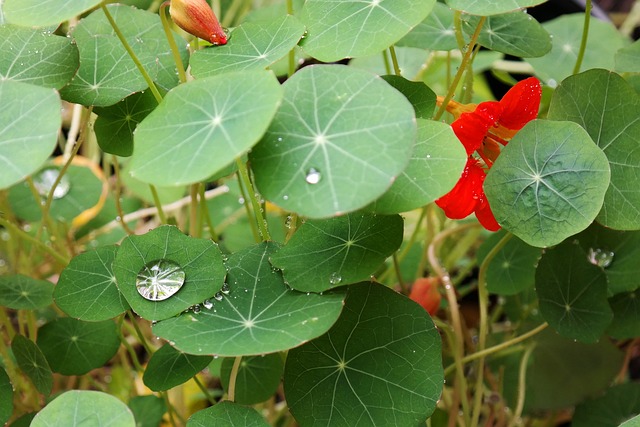 水滴 闪耀 旱金莲 - 上的免费照片