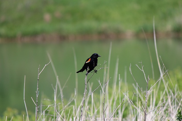 红翅黑鹂 鸟 户外 - 上的免费照片