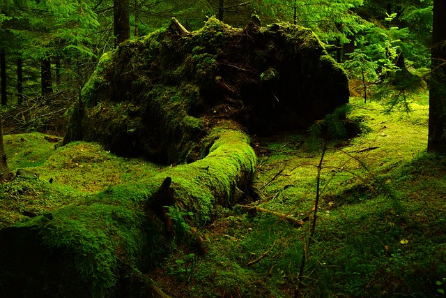 森林 苔藓 自然 - 上的免费照片