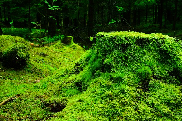 苔藓 森林 植被 - 上的免费照片