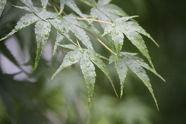 雨滴 扑簌 雨后 - 上的免费照片