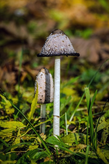 蘑菇 乌贼 毛鱿鱼 - 上的免费照片