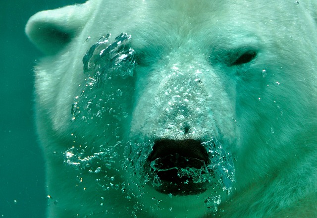 北极熊 熊 湮 - 上的免费照片
