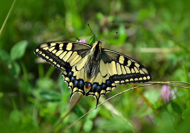 蝴蝶 昆虫 草地 - 上的免费照片