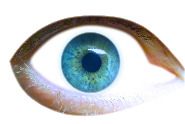 眼睛 虹膜 眼皮 - 上的免费照片