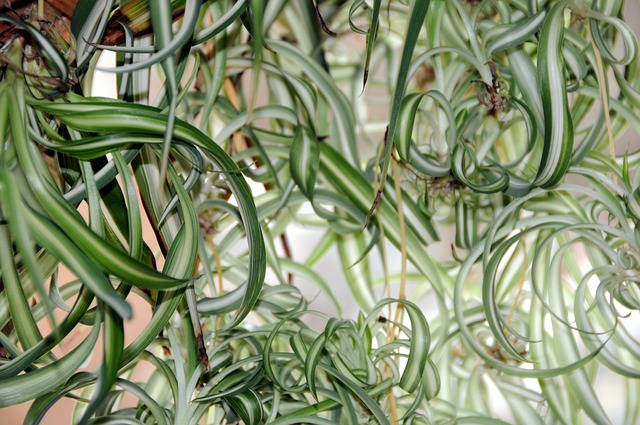 绿百合 植物 室内植物 - 上的免费照片