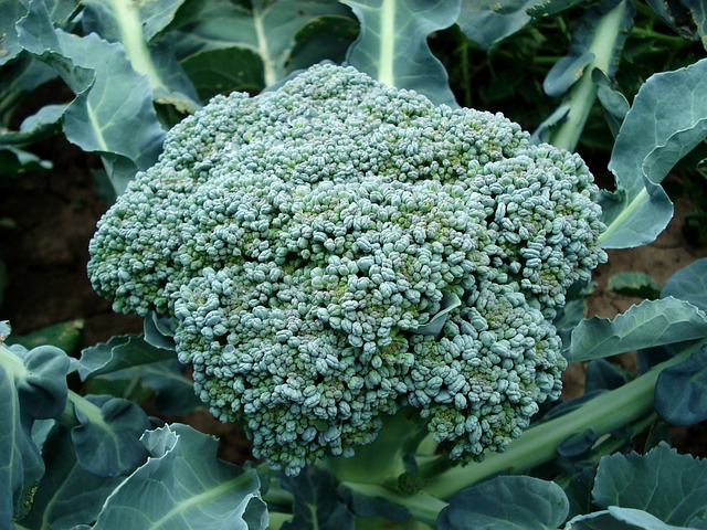 西兰花 蔬菜 植物 - 上的免费照片
