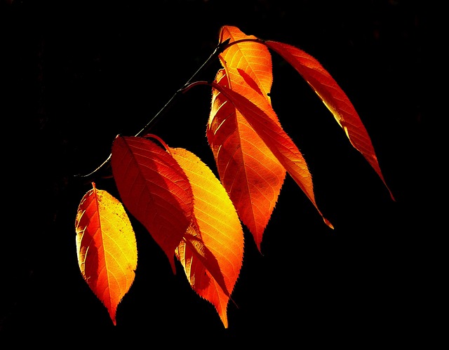 树叶 落下 秋叶 - 上的免费照片