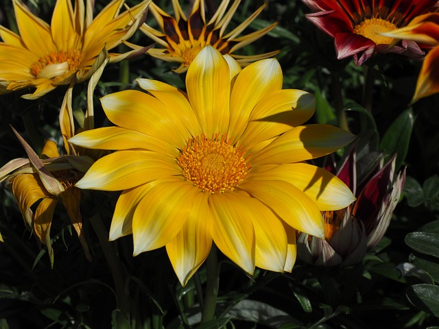 加扎尼 开花 花 - 上的免费照片