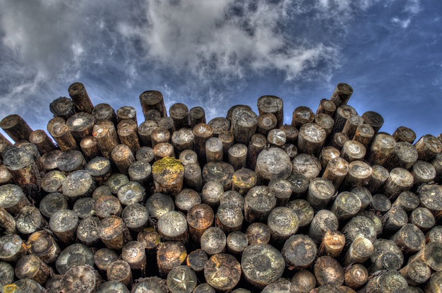 树干 木头 木材 - 上的免费照片