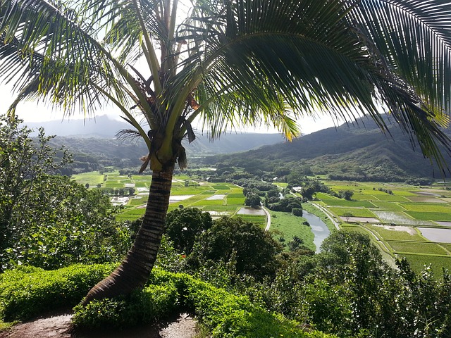 哈纳雷考艾岛 考艾岛 夏威夷 - 上的免费照片