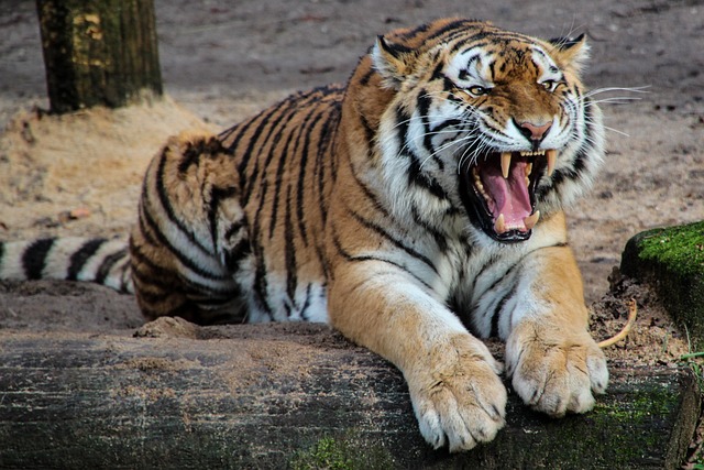虎 动物 轰鸣声 - 上的免费照片