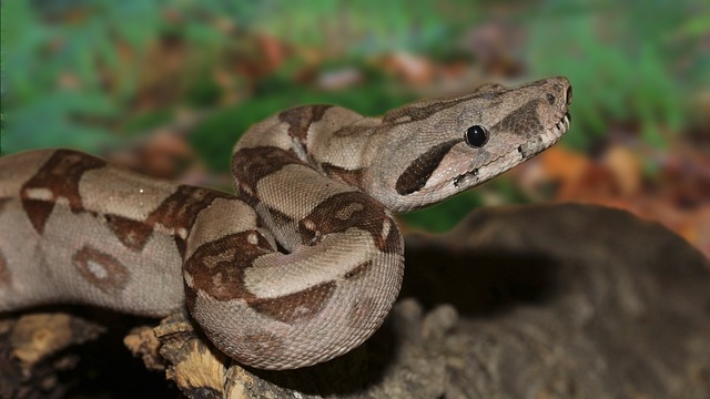 帝王蛇 蟒蛇 线 - 上的免费照片
