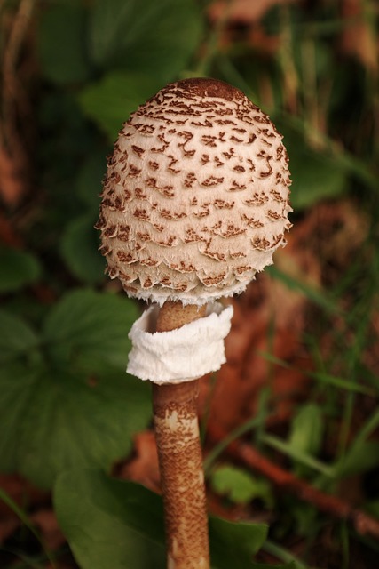 梧桐 蘑菇 雨伞 巨型 - 上的免费照片