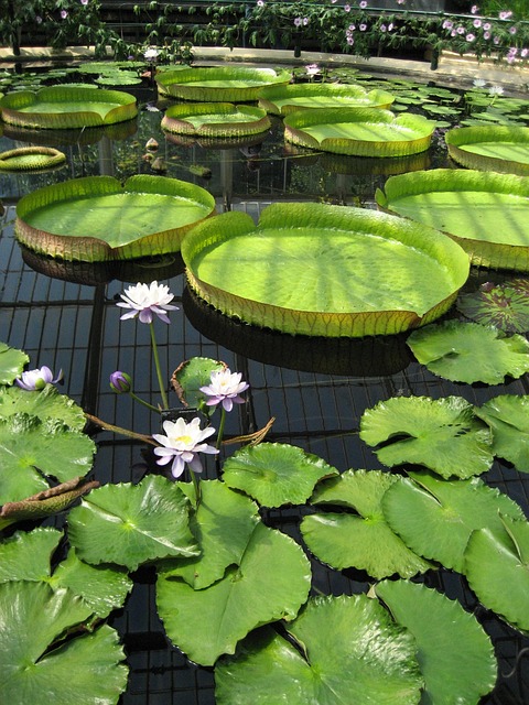 池塘 蕸 邱园 - 上的免费照片