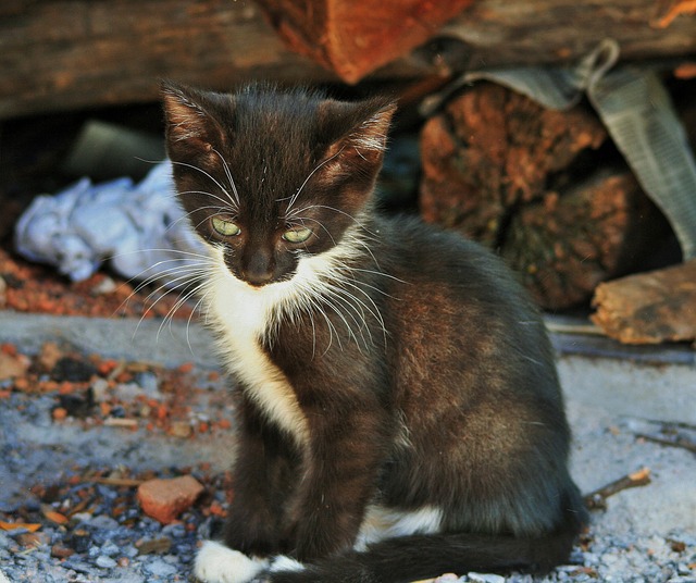 小猫 小的 猫 - 上的免费照片