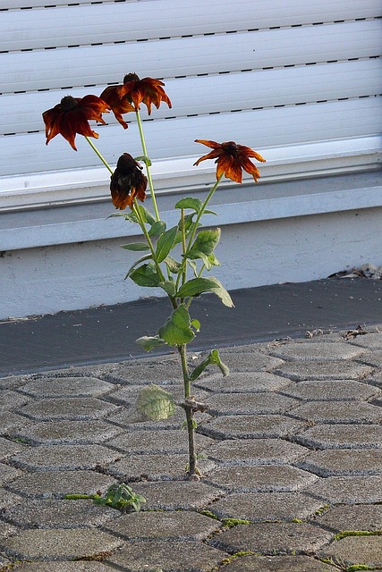 自信 花 石头 - 上的免费照片