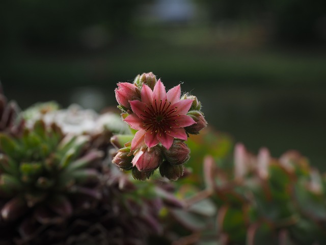 山房市 生长期 开花 - 上的免费照片
