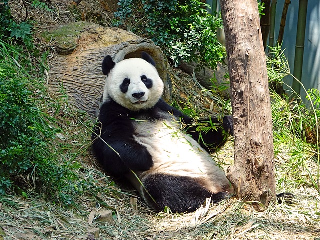 熊猫 濒危 稀有的 - 上的免费照片