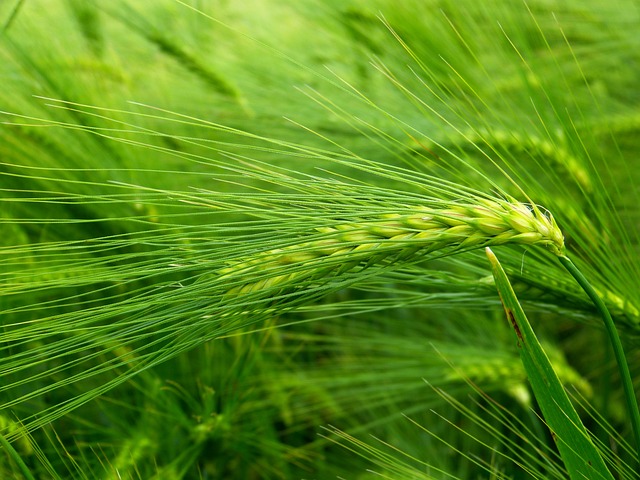 大麦 粮食 耳朵 - 上的免费照片